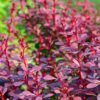 Berberys Thunberga 'Atropurpurea Nana' P9/C1