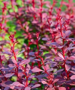 Berberys Thunberga 'Atropurpurea Nana' P9/C1