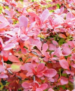 Berberys Thunberga 'Red Carpet' P9/C1