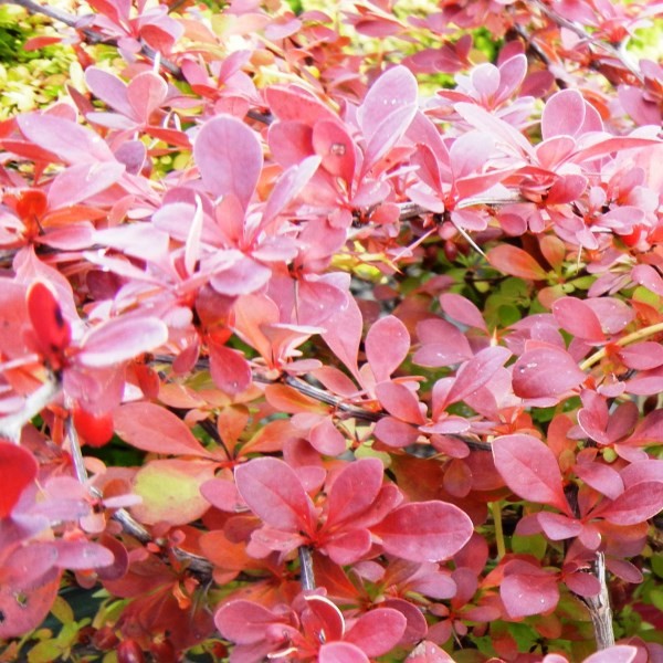 Berberys Thunberga 'Red Carpet' P9/C1