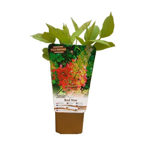 Hortensja bukietowa 'Red Star' P9/C1 - obrazek 2