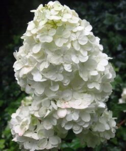 Alternative view of Hortensja bukietowa 'Unique' poj, 2l