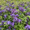 Clematis botaniczny Violet Pink PEŁNY poj. 2L