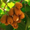 Kiwi Aktinidia Deliciosa Jenny SAMOPYLNA P9/C1