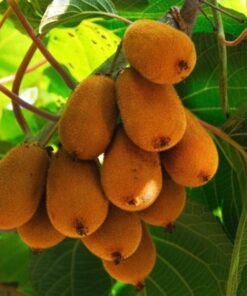 Kiwi Aktinidia Deliciosa Jenny SAMOPYLNA P9/C1