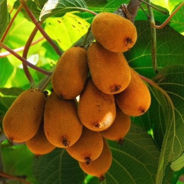 Kiwi Aktinidia Deliciosa Jenny SAMOPYLNA P9/C1