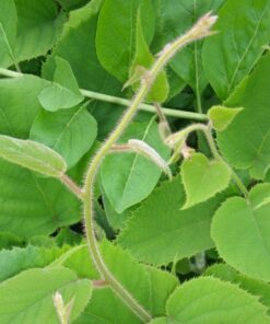 Alternative view of Kiwi Aktinidia Deliciosa Jenny SAMOPYLNA P9/C1