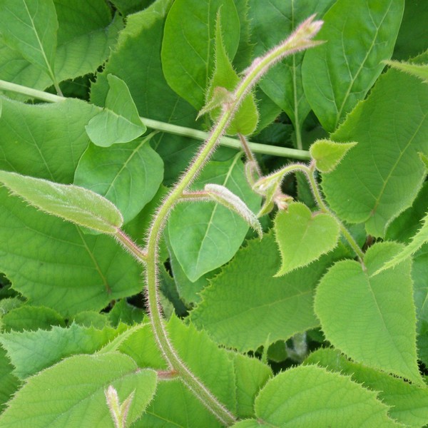 Kiwi Aktinidia Deliciosa Jenny SAMOPYLNA P9/C1 - obrazek 2