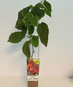 Kiwi Aktinidia Deliciosa Jenny SAMOPYLNA P9/C1 - obrazek 3
