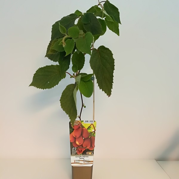 Kiwi Aktinidia Deliciosa Jenny SAMOPYLNA P9/C1 - obrazek 3
