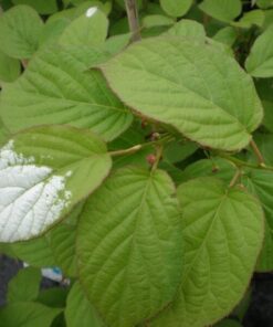 Kiwi Aktinidia Dr Szymanowski (pstrolistna) poj, 4L - obrazek 3