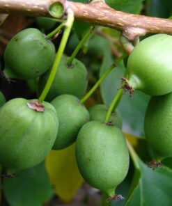 Kiwi Aktinidia Issai (ostrolistna) SAMOPYLNA poj, 4L