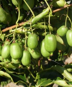 Alternative view of Kiwi Aktinidia Issai (ostrolistna) SAMOPYLNA poj, 4L