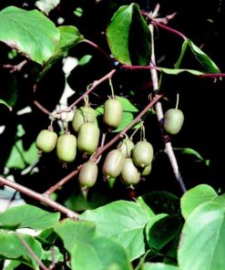 Kiwi Aktinidia Issai (ostrolistna) SAMOPYLNA poj, 4L - obrazek 3