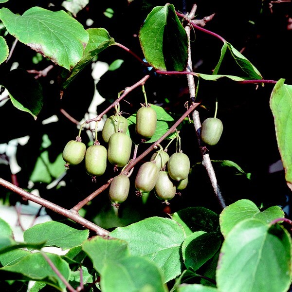 Kiwi Aktinidia Issai (ostrolistna) SAMOPYLNA poj, 4L - obrazek 3