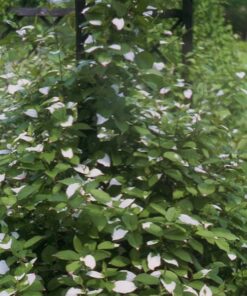 Alternative view of Kiwi Aktinidia Zapylacz Adam (pstrolistna) MĘSKI poj, 2L