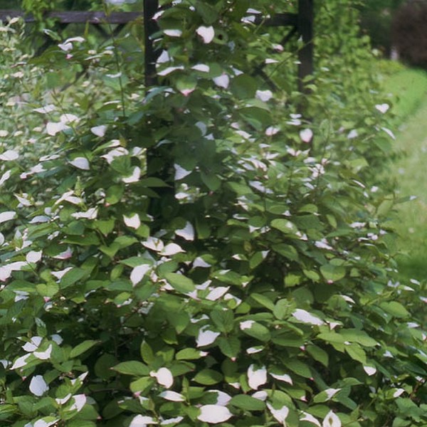 Kiwi Aktinidia Zapylacz Adam (pstrolistna) MĘSKI poj, 2L - obrazek 2