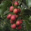 Kiwi Aktinidia Ken's Red (ostrolistna) poj, 4L
