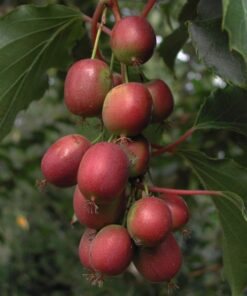 Kiwi Aktinidia Ken's Red (ostrolistna) poj, 4L