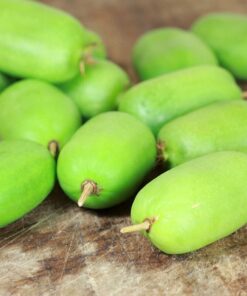Kiwi Aktinidia Kokuwa (ostrolistna) SAMOPYLNA P9/C1