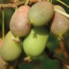 Kiwi Aktinidia Lucy (ostrolistna) P9/C1