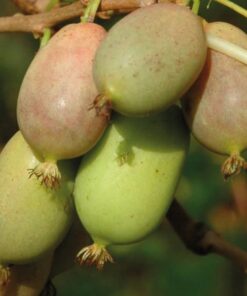 Kiwi Aktinidia Lucy (ostrolistna) P9/C1