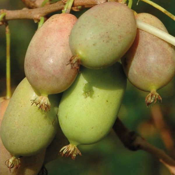 Kiwi Aktinidia Lucy (ostrolistna) P9/C1