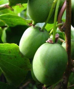 Kiwi Aktinidia Sientiabrskaja (pstrolistna) poj, 4L