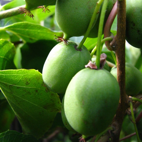 Kiwi Aktinidia Sientiabrskaja (pstrolistna) poj, 4L