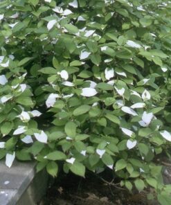 Alternative view of Kiwi Aktinidia Sientiabrskaja (pstrolistna) poj, 4L