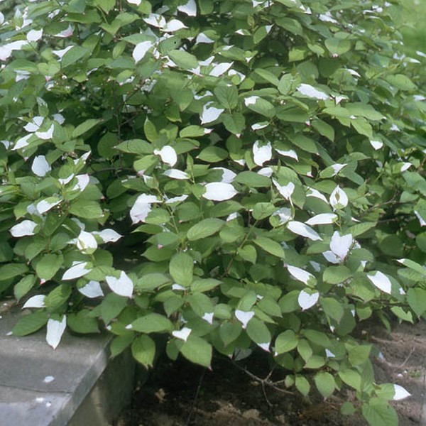Kiwi Aktinidia Sientiabrskaja (pstrolistna) poj, 4L - obrazek 2