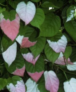 Kiwi Aktinidia Sientiabrskaja (pstrolistna) poj, 4L - obrazek 3