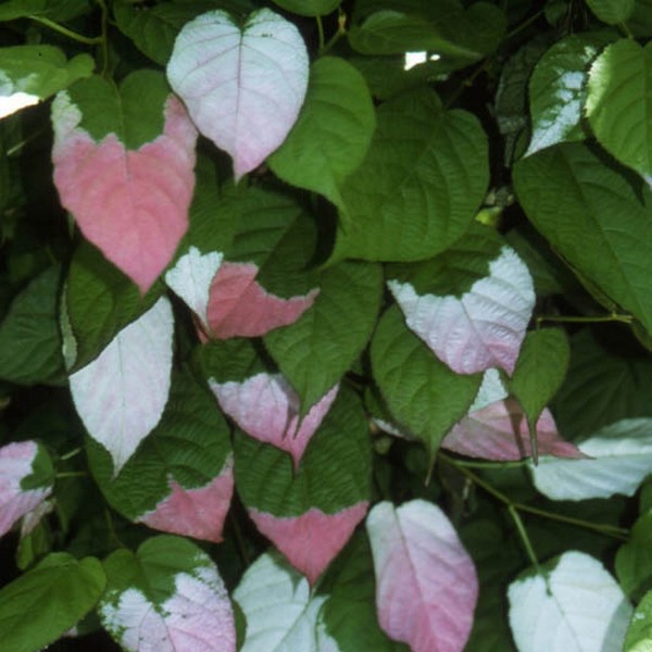 Kiwi Aktinidia Sientiabrskaja (pstrolistna) poj, 4L - obrazek 3