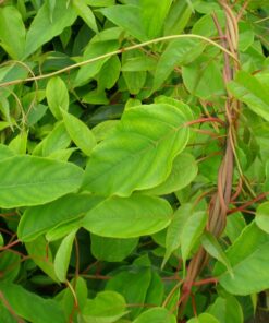 Kiwi Aktinidia Zapylacz Male (ostrolistna) P9/C1