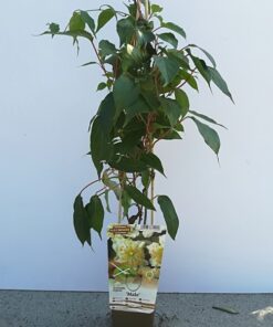 Alternative view of Kiwi Aktinidia Zapylacz Male (ostrolistna) P9/C1