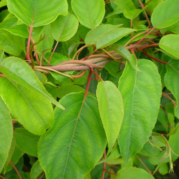 Kiwi Aktinidia Zapylacz Weiki (ostrolistna) MĘSKI P9/C1
