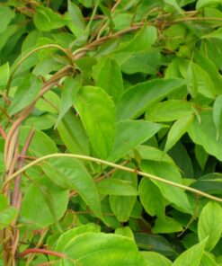 Alternative view of Kiwi Aktinidia Zapylacz Weiki (ostrolistna) MĘSKI P9/C1