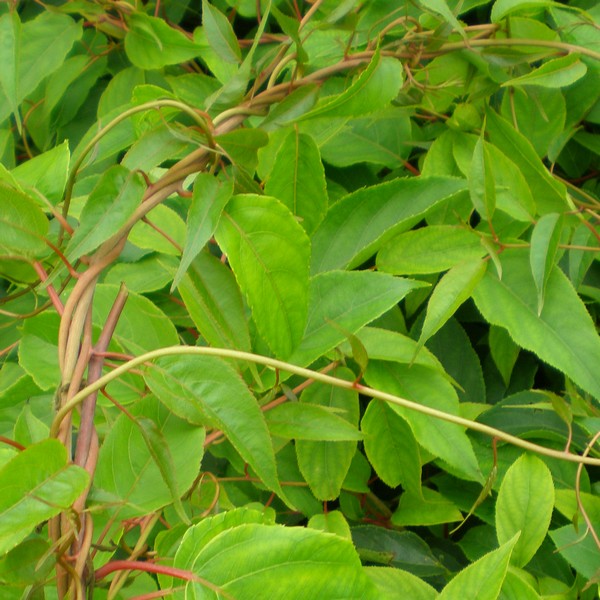 Kiwi Aktinidia Zapylacz Weiki (ostrolistna) MĘSKI P9/C1 - obrazek 2