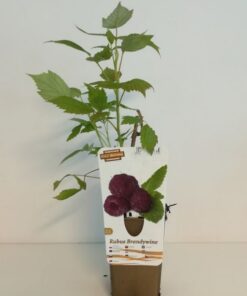 Alternative view of Malina purpurowa Brandywine P9/C1