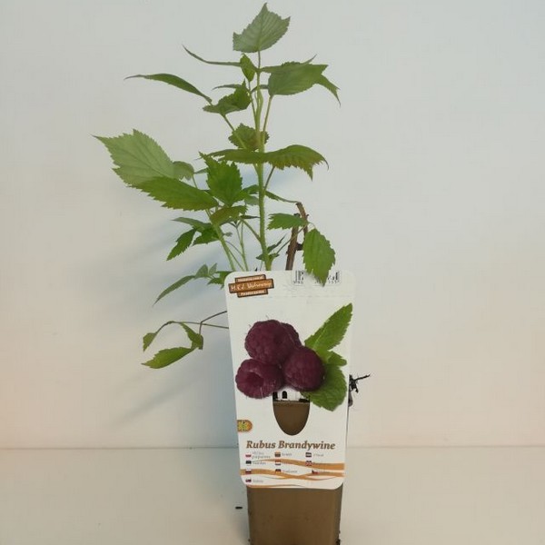 Malina purpurowa Brandywine P9/C1 - obrazek 2