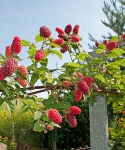 Alternative view of Malinojeżyna bezkolcowa Loganberry P9/C1
