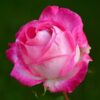 Róża pnąca 'Alexandrina Victoria' poj, 2l