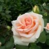 Róża rabatowa 'Apricot Nectar' poj, 2l