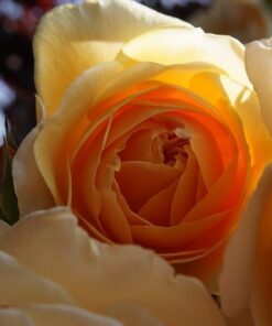 Alternative view of Róża rabatowa 'Apricot Nectar' poj, 2l