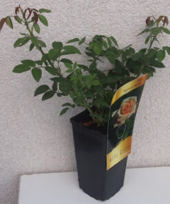 Róża rabatowa 'Apricot Nectar' poj, 2l - obrazek 5
