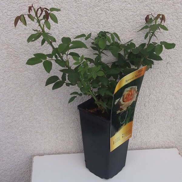 Róża rabatowa 'Apricot Nectar' poj, 2l - obrazek 5