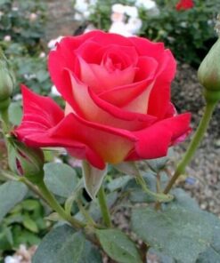Alternative view of Róża wielkokwiatowa 'Bicolette' poj, 2l