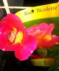 Róża wielkokwiatowa 'Bicolette' poj, 2l - obrazek 5