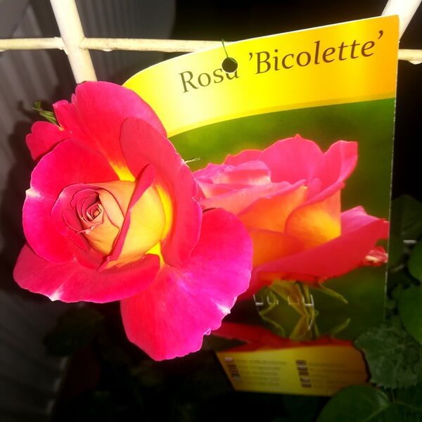 Róża wielkokwiatowa 'Bicolette' poj, 2l - obrazek 5