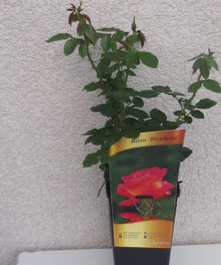 Róża wielkokwiatowa 'Bicolette' poj, 2l - obrazek 6